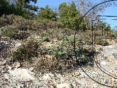 Копеечник бледный 002